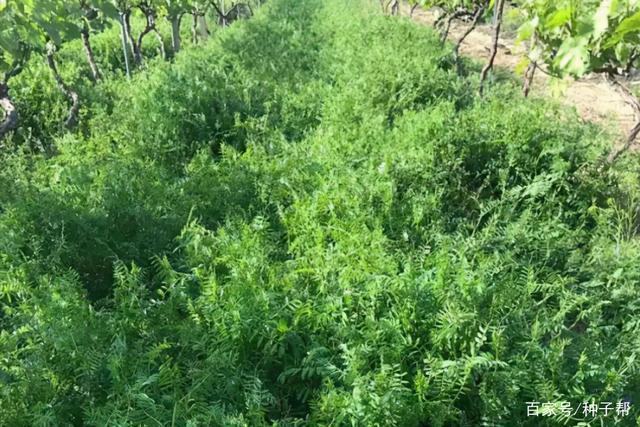 冬季肥饲兼用作物-箭筈豌豆,能改良土壤,还是牲畜喜爱的饲草