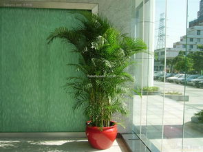 阳台室内植物