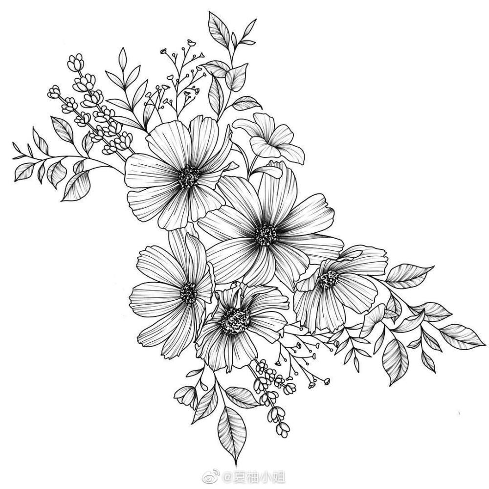植物花卉线稿 黑白手绘 画画 ,区